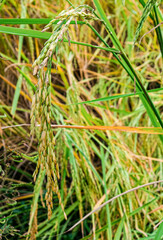 macro group of golden and green rice tree in thailand farming.season farmer harvest organic plant