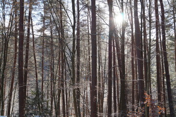 Fototapeta na wymiar Winter Wald Sonnenstrahlen