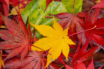赤や黄色のもみじの落葉のアップ