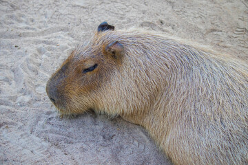 The giant brown capybara feathers are lying on the sand.