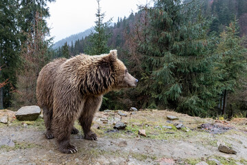 Brown bear (lat. ursus arctos) stainding in the forest. bear for a walk
