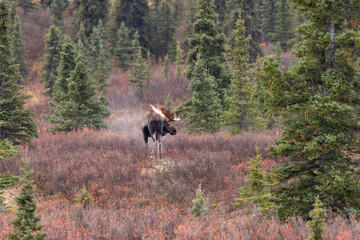 Alaska Yukon Bull Moose in Autumn