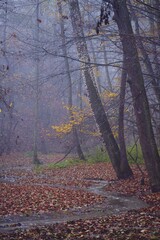 foggy forest in the fall season with a river that can be seen in the background of the trees