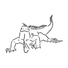 Sketch of iguana. Hand drawn illustration converted to vector. iguana vector sketch illustration