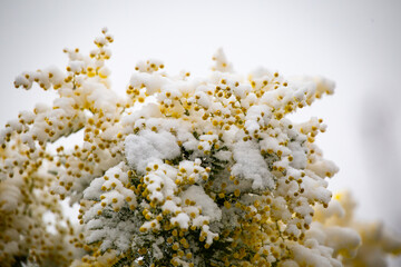 mimosa sous la neige / mimosa winter snow
