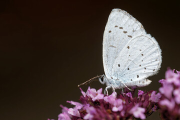 Faulbaum-Bläuling am Dost
