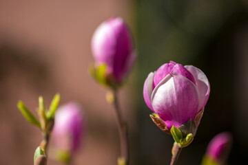 Obraz na płótnie Canvas pink magnolia flower on a branch in spring