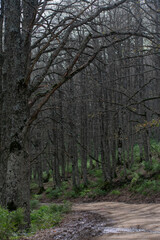 Obraz premium Akfadou forest in Bejaia, Algeria, a Forest of oak and beech