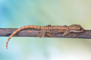 Lepidodactylus lugubris - crying gecko