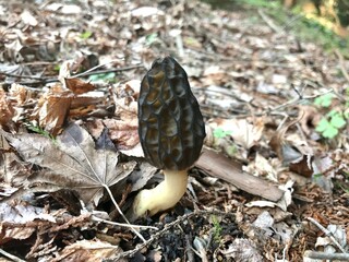 アミガサタケ