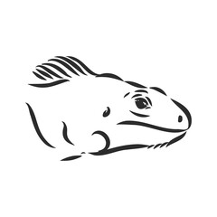 Sketch of iguana. Hand drawn illustration converted to vector. iguana vector sketch illustration