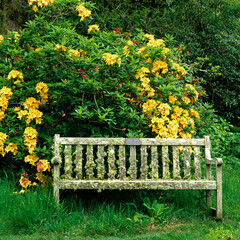 Lichen covered seat with Rhododendrons in a Country House Garden