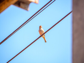 A little bird perched on the electric wire