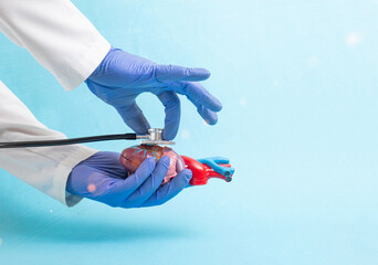 The doctor holds a dummy heart of a man in his hand and listens to it with a stethoscope on a blue...
