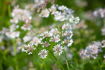 Fototapeta premium Coriander flowers in the garden