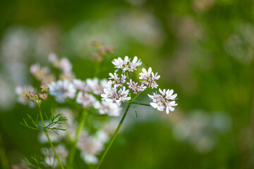 Coriander flowers in the garden