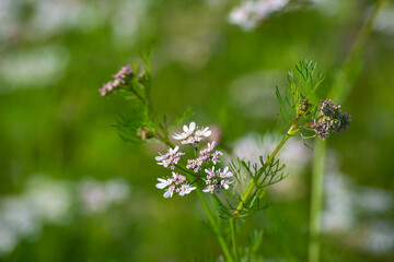 Coriander flowers in the garden