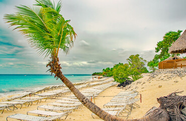 Sun lounger on the beach  with palm trees on La Romana, caribbean of the Dominicus coast
