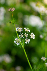 Coriander flowers in the garden