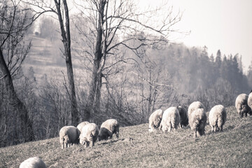 Old picture effect, sheep grazing on a hill. Traditional farming in Podhale region, Poland. The view in Poronin city. Selective focus on the animals, blurred background.