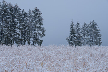 Verschneite Winterlandschaft: Gräser mit Schnee, dahinter dunkle Nadelbäume