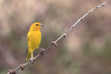 Saffron Finch (Sicalis flaveola) perched in a scribble