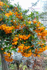Fototapeta na wymiar branches with orange berries and green leaves Pyracantha on a bush on an autumn cloudy day in the city