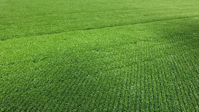 Imagens aéreas de plantação fazenda de Soja. Imagens Com Drone de Soja Verde .
