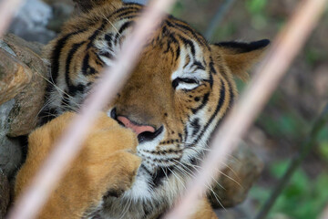 Portrait of sad tiger in a cage. Сaptive animal.