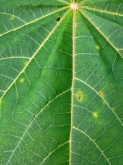 Papaya leaves are green and the fibers are white