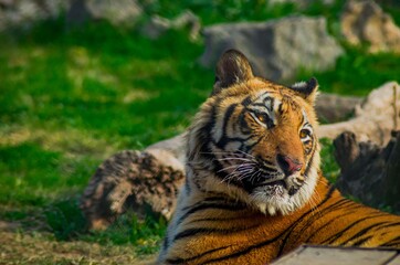 Fototapeta na wymiar The Royal Bengal Tiger! Its coat is yellow to orange, with black stripes, belly & the interior parts are white, two white stops on the back of ears that mimic eyes & have a muscular body.