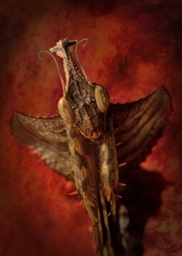 Idolomantis diabolica portrait macro 