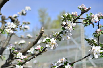 Flowers in spring time with a blue sky