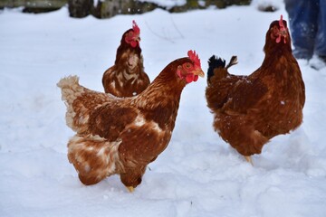 Domestic chickens on breeding field in the village walk on snow in winter