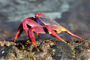 rote_Klippenkrabbe