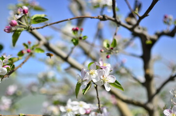Flowers in spring time with a blue sky