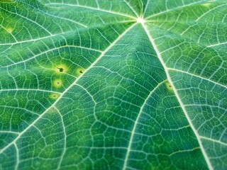 Papaya leaves are green and the fibers are white