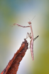 Solygia sulcatifrons poses macro mantis