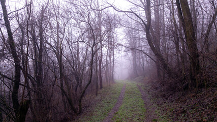 a road that leads into the fog through the forest in the fall season. autumn landscape in the wild