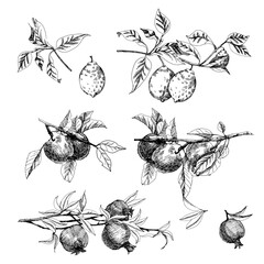 Hand drawn set of  lemon branch, apple and