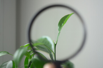 The plant under a magnifying glass. The concept of growing plants