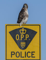 Red-tailed Hawk on a police sign