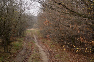 a road that leads into the fog through the forest in the fall season. autumn landscape in the wild