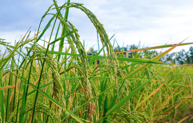 beauty golden and green rice food tree in thailand farming.season farmer harvest organic plant
