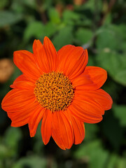 Close-up of beautiful orange wildflower growing in the springtime.