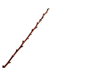 A leafless tree branch in winter. with isolated white background