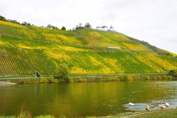 grün gelbe Weinberge im Herbst an der Pündericher Marienburg
