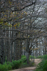 Akfadou forest in Bejaia, Algeria, a Forest of oak and beech