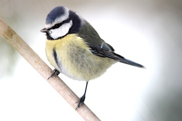 Blaumeise