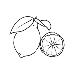 Hand drawn vector lemon slice, piece, on light background. lemon, vector sketch illustration